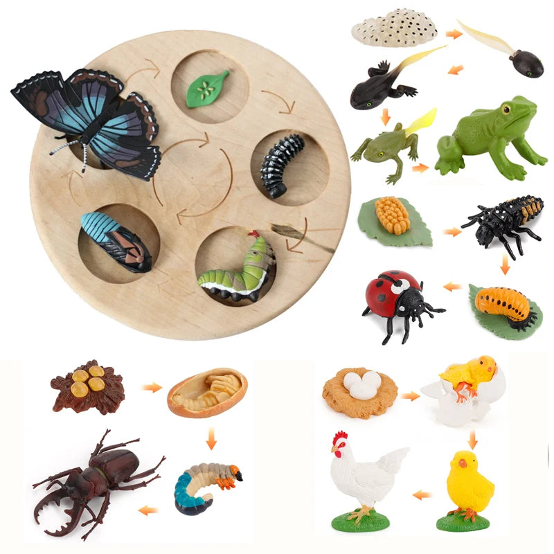 Animal Life Cycle Board Toy