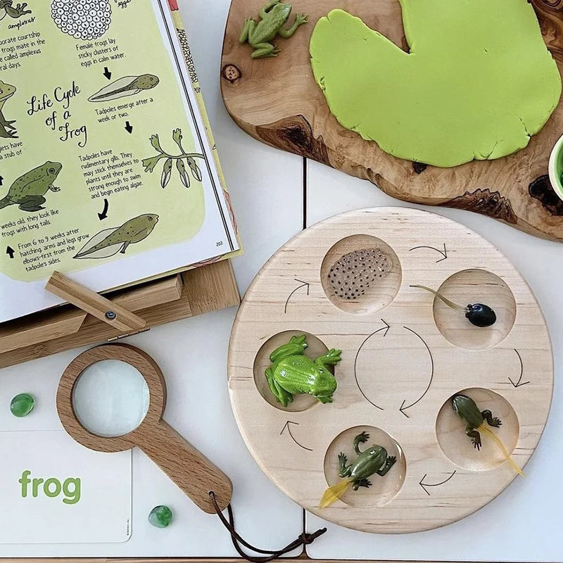 Animal Life Cycle Board Toy