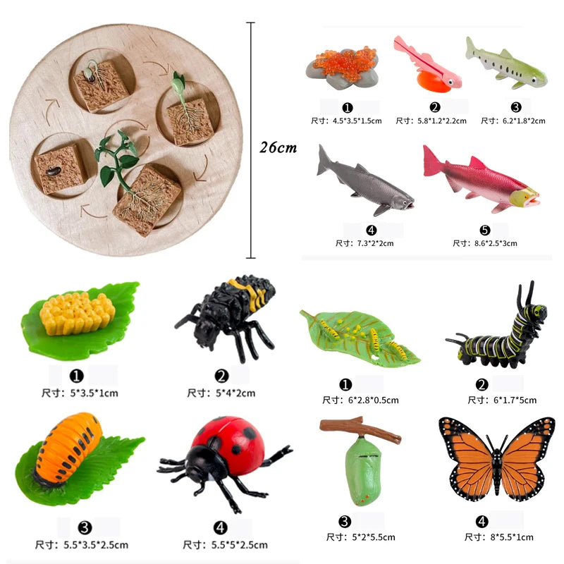 Animal Life Cycle Board Toy