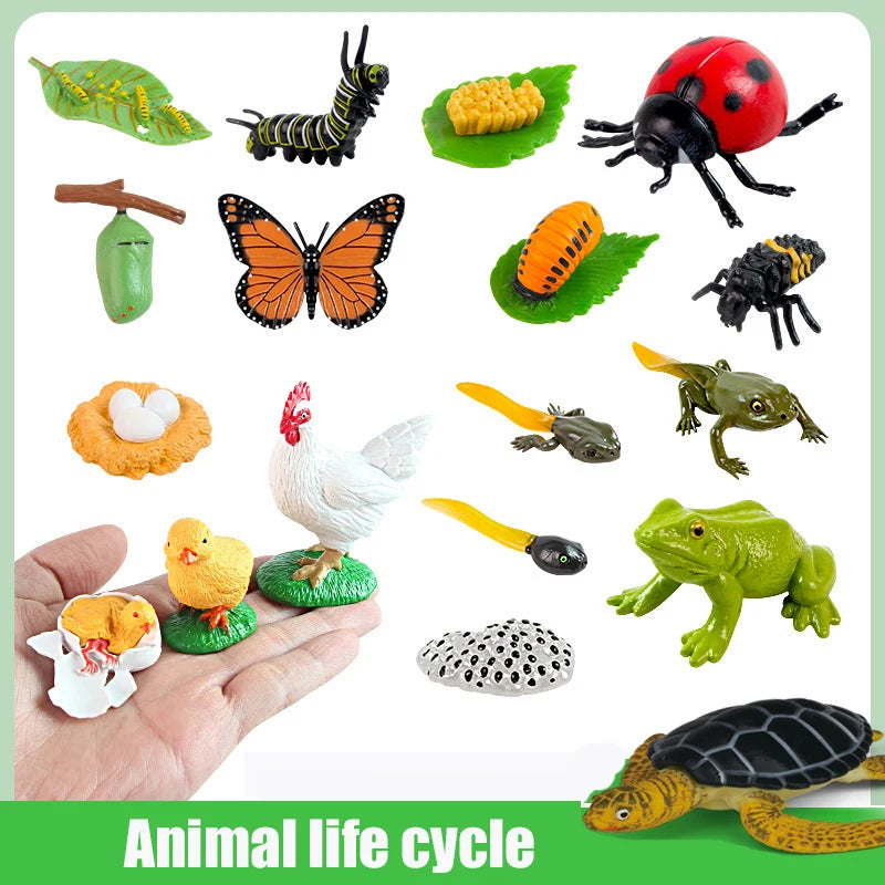 Animal Life Cycle Board Toy