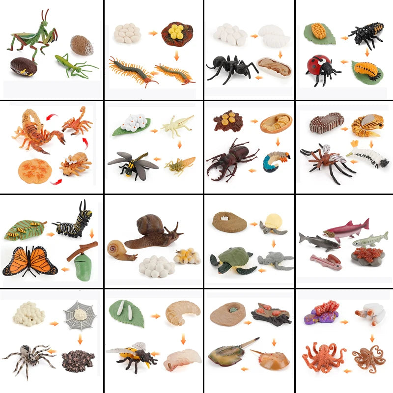 Animal Life Cycle Board Toy